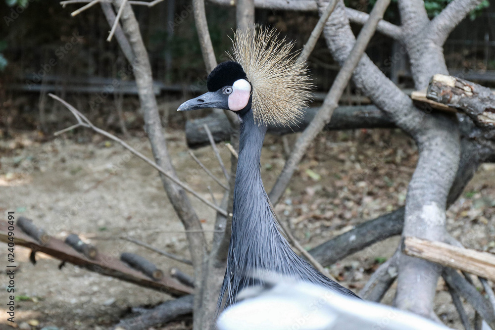Fototapeta premium Crowned Crane on the background of dry trees