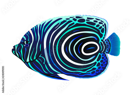 The juvenile emperor angelfish (Pomacanthus imperator). Vector illustration.