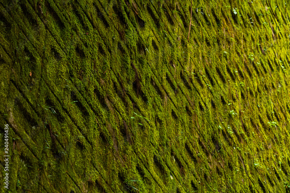 Mur de mousse Mur de mousse