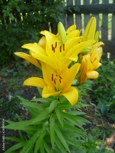 flowers