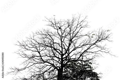 The silhouette of nature shed leaves tree on white background.