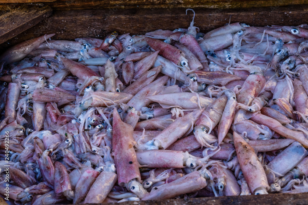 Raw squids on a fish market in Hurghada city, Egypt Raw squids on a fish market in Hurghada city, Egypt
