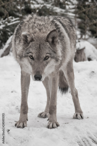Gray wolf on winter white snow © Mikhail Semenov