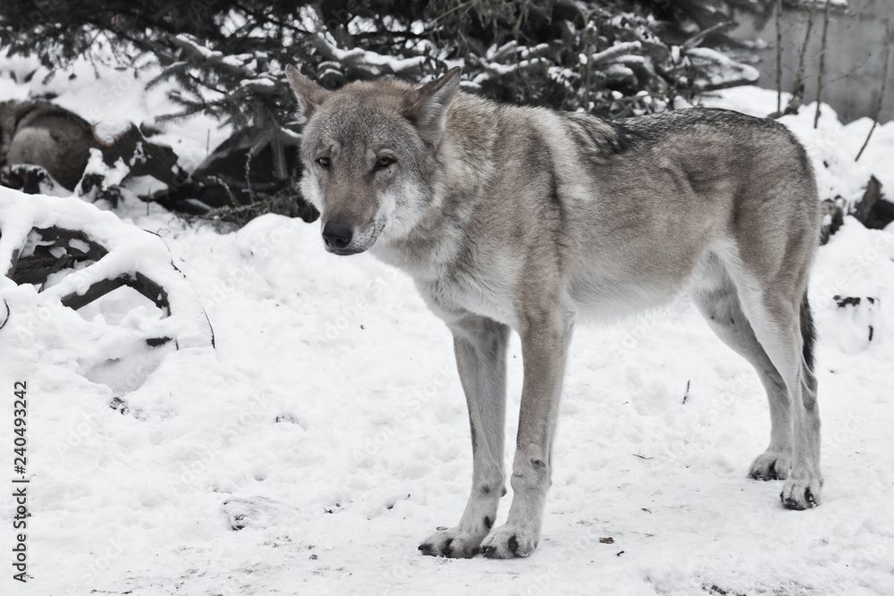 Obraz premium Gray wolf on winter white snow