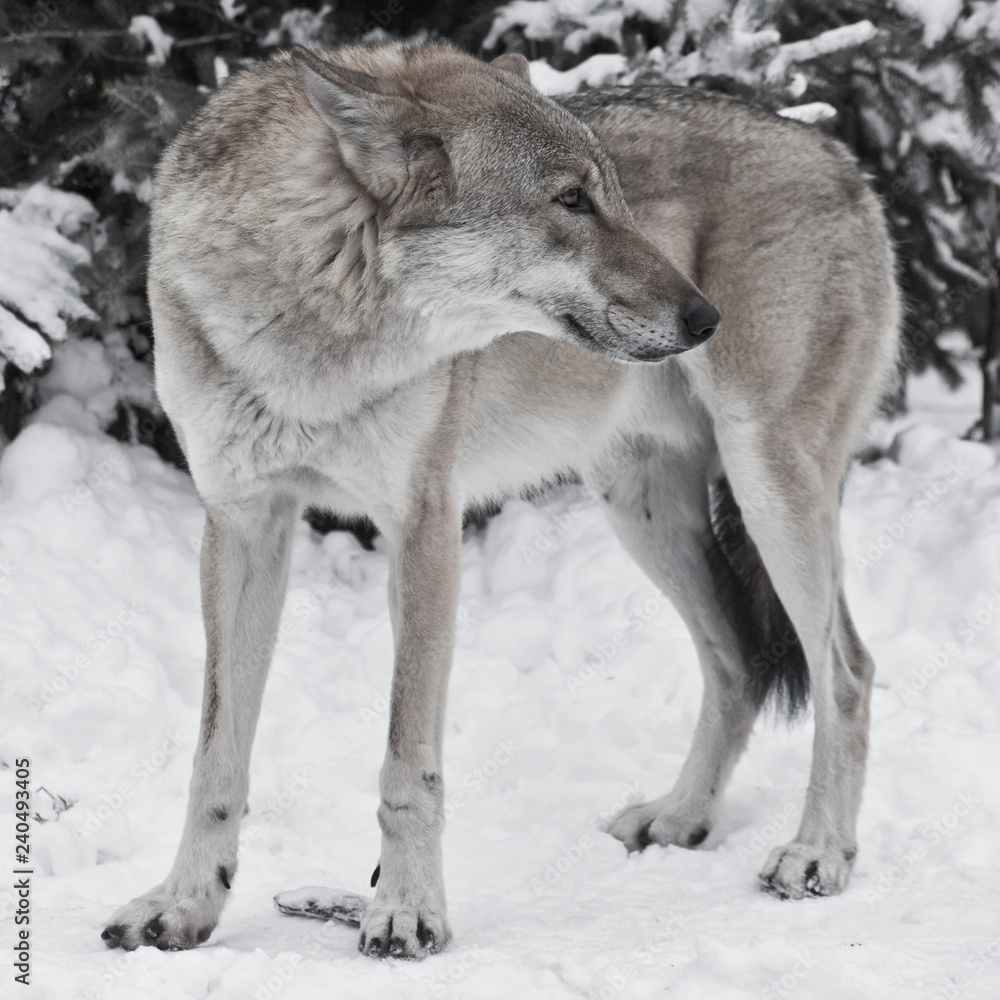 Fototapeta premium Gray wolf on winter white snow