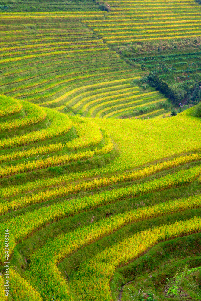 Longji Rice Terraces Longji Rice Terraces