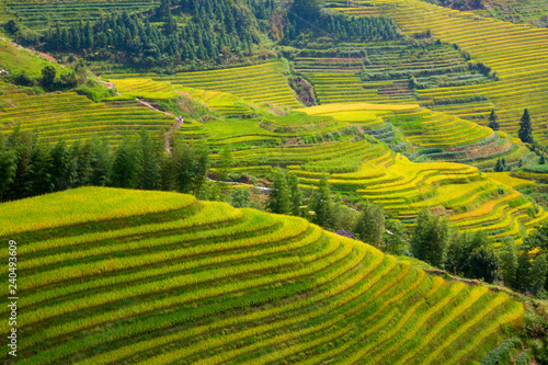 Longji Rice Terraces