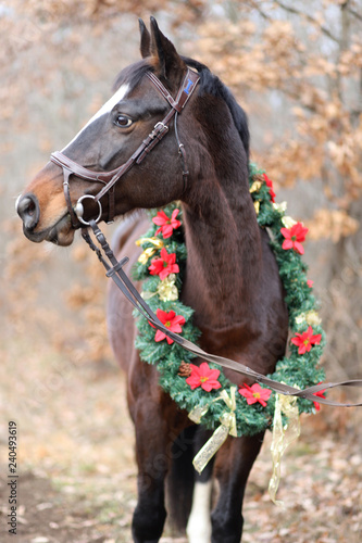 Fototapeta Naklejka Na Ścianę i Meble -  Head shot portrait of a christmas horse at rural scene against natural background