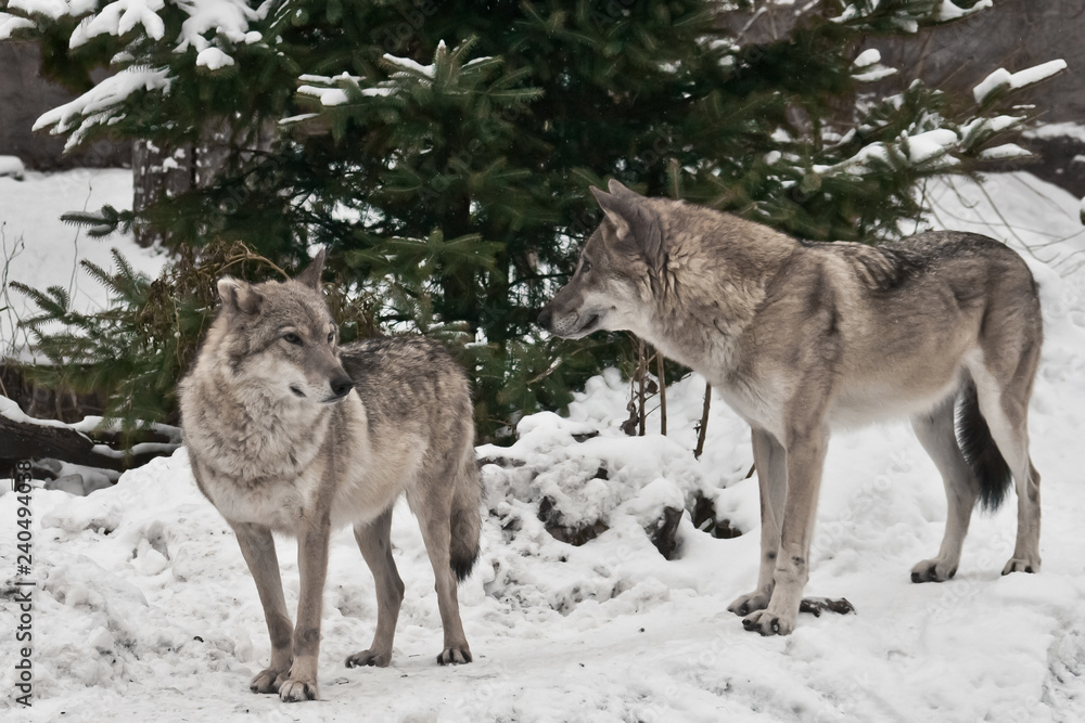 Fototapeta premium A pair of wolves male and female go forward.