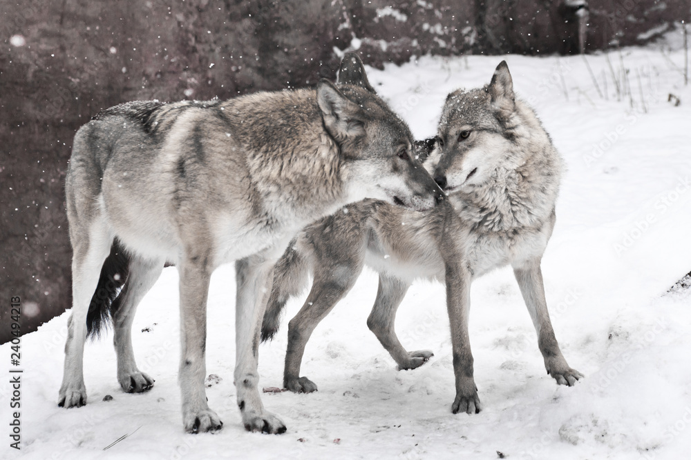 happy married couple of wolves together, a female wolf and a male wolf