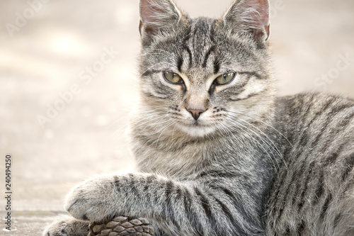 Sticker striped European cat lying on on the sidewalk