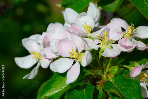 Fototapeta Naklejka Na Ścianę i Meble -  Apple garden
