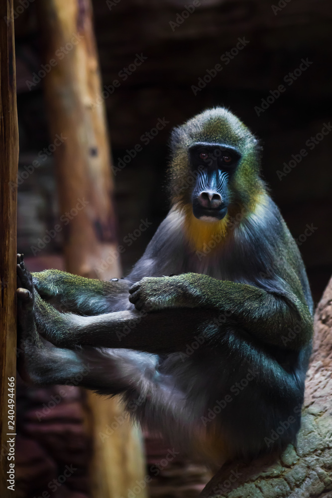 Madrill is sitting on a branch against a dark background