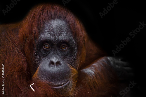 The intelligent face of an orangutan philosopher with red hair © Mikhail Semenov