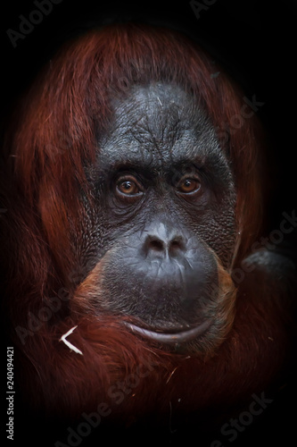 The intelligent face of an orangutan philosopher with red hair photo