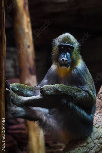 Madrill is sitting on a branch against a dark background photo