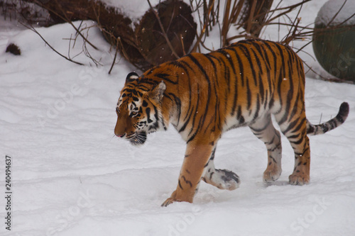 The powerful Amur tiger goes in deep white snow,
