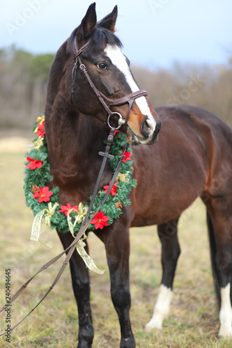 Fototapeta Naklejka Na Ścianę i Meble -  Head shot portrait of a christmas horse at rural scene against natural background