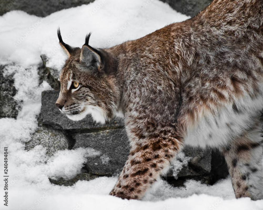 Beautiful and strong wildcat trot stretches all over while walking in the snow, Beautiful and strong wildcat trot stretches all over while walking in the snow,