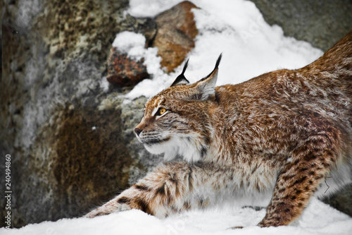 Beautiful and strong wildcat trot stretches all over while walking in the snow 