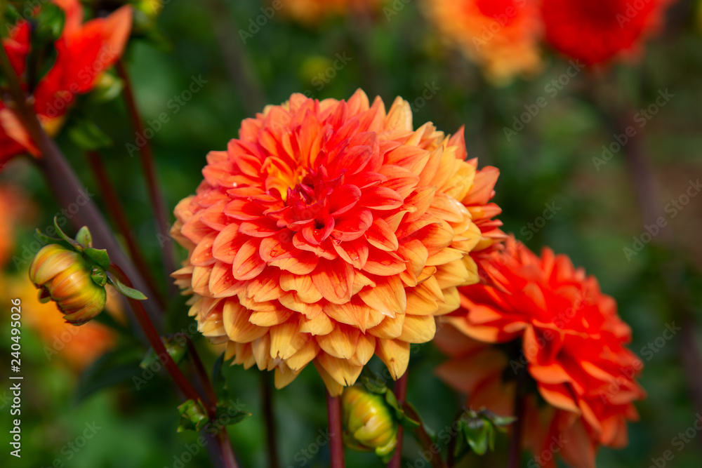 Dahlia flower Dahlia flower