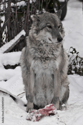 Gray wolf on white snow with a piece of meat. the beast is cautious