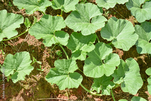 Green leaves of young tiny Japanese pumpkin or dwarf pumpkin in the farm. Other called it winter or autumn squash.