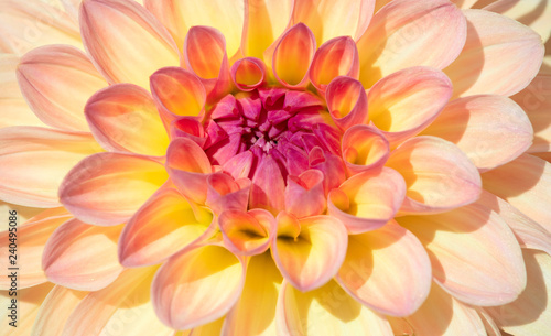 Dahlia flower © swisshippo