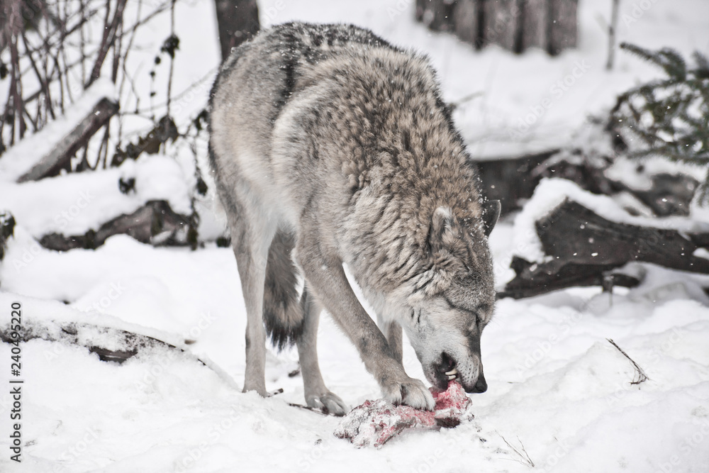 Obraz premium Gray wolf on white snow with a piece of meat. the beast is cautious