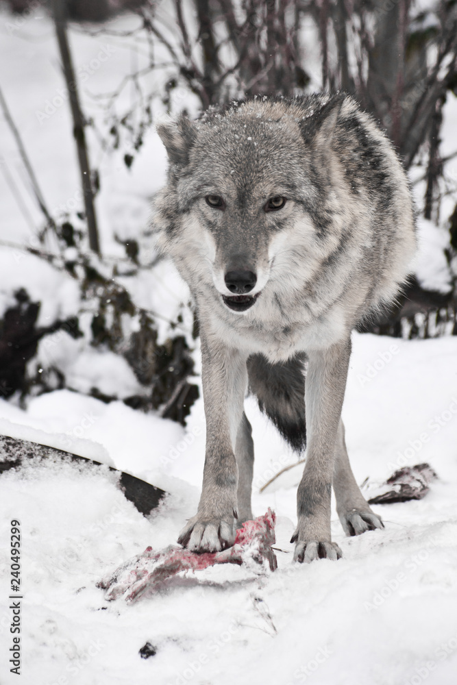 Naklejka premium Gray wolf on white snow with a piece of meat. the beast is cautious