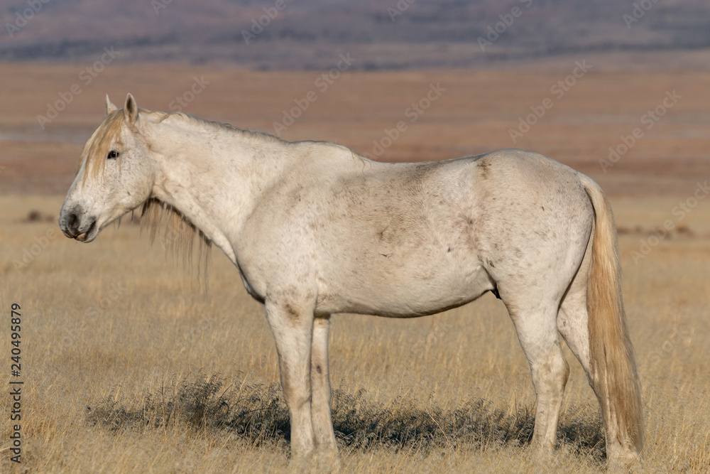 Beautiful Wild Horse in Utah Beautiful Wild Horse in Utah