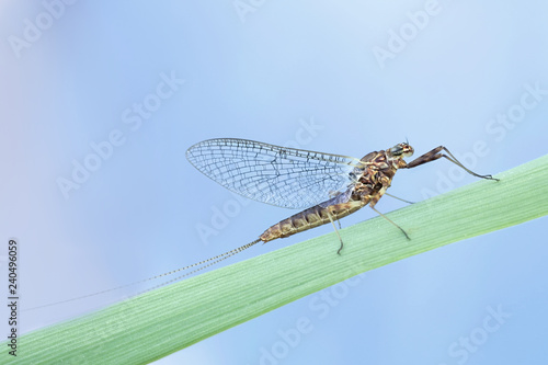 Mayfly  also called Canadian soldier   shadfly and fishfly
