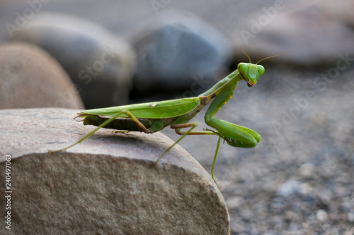 Green Praying Mantis sitting on a stone