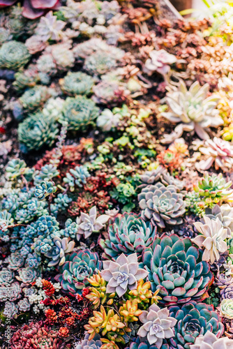 Various Succulent plant in colorful background © Govan