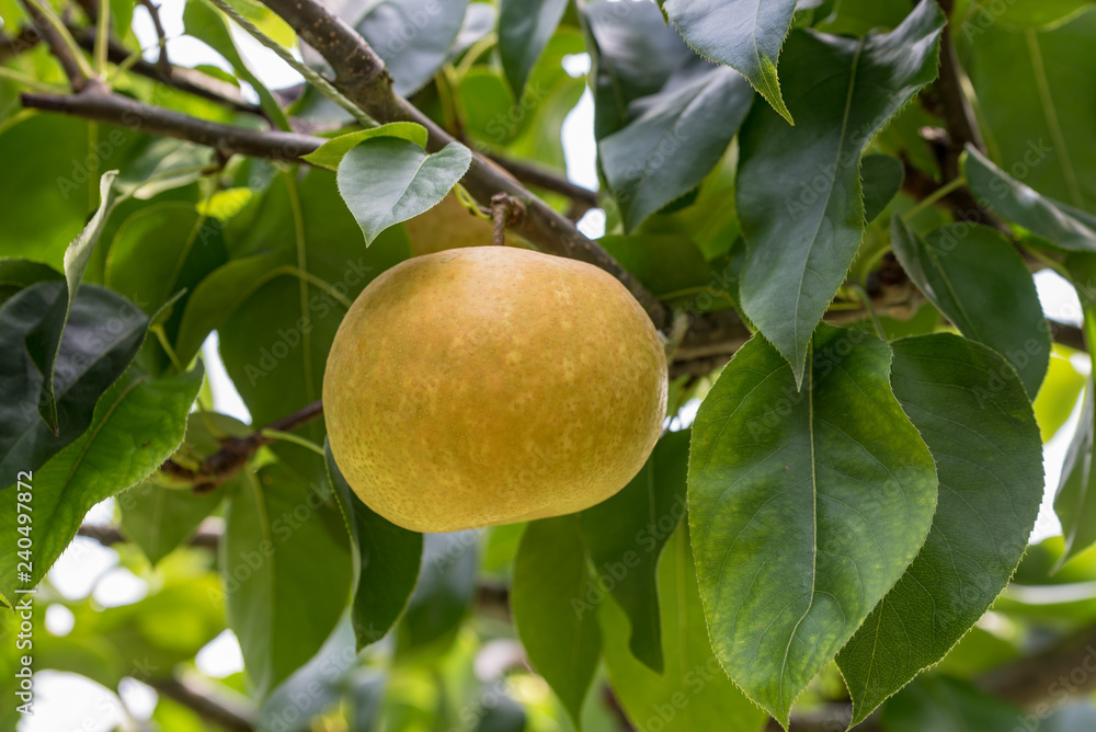 Japanese pear fruit, on the branch