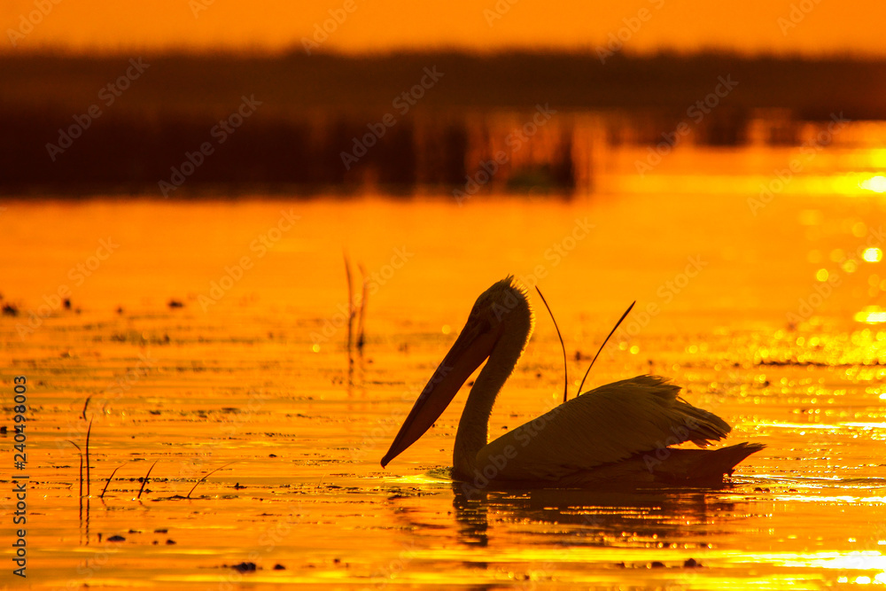 Silhouette of a pelican at sunrise. Great white pelican / Pelecanus onocrotalus