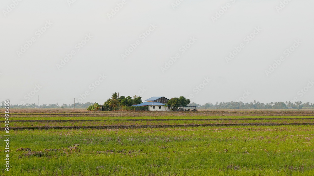 House in the middle of paddy field.