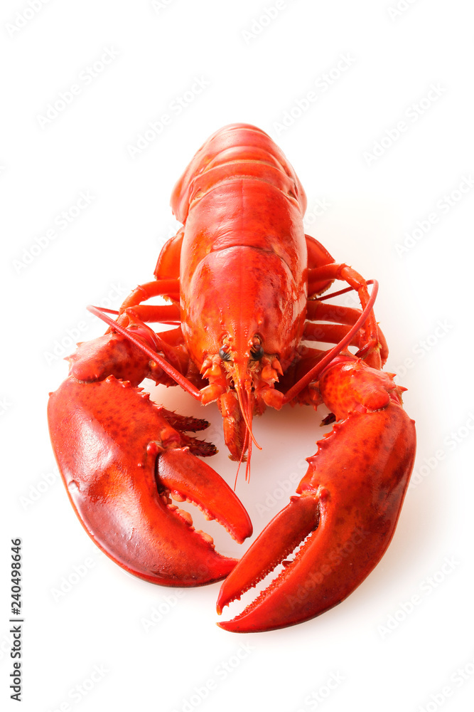 ロブスター　Lobster