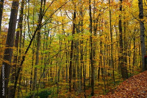 autumn in the Yedigoller park, Bolu