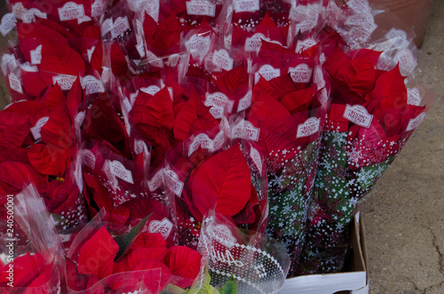 Mosta, Malta, 15 december 2018Christmas Poinsettia on Displays at a Local Grocery Store photo