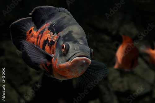 The oscar (Astronotus ocellatus) is a  fish from the cichlid family