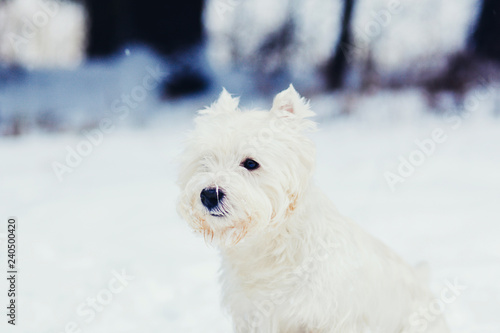 Cute dog white terrier in winter park © jozzeppe777