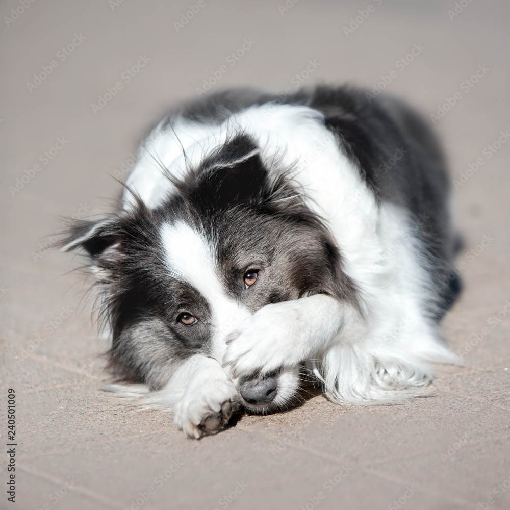 portrait black and white dog border collie lay down on ground