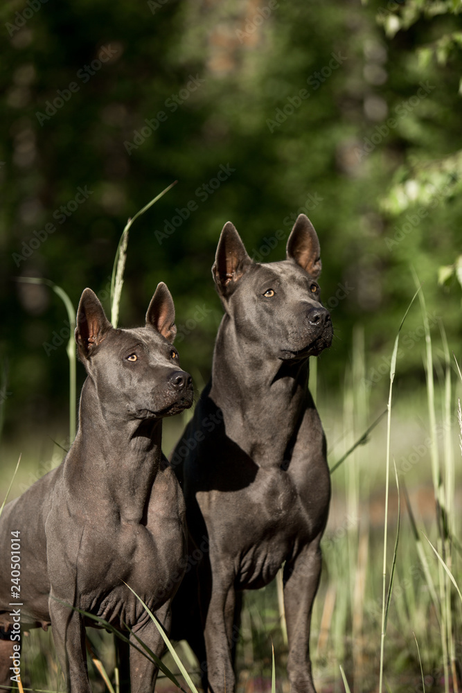 two cute grey Thai Ridgeback dog stay on the forest