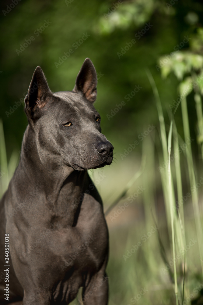 portrait cute grey Thai Ridgeback dog stay on the forest portrait cute grey Thai Ridgeback dog stay on the forest