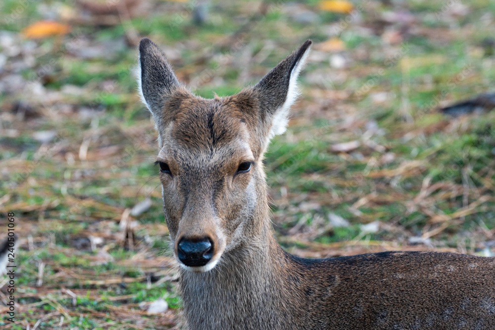 Fototapeta premium Deer