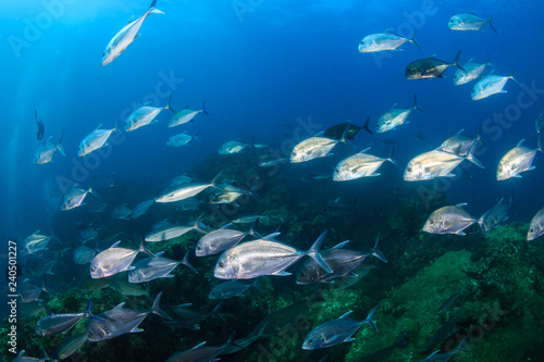 Trevally and other Jacks hunt on a tropical coral reef