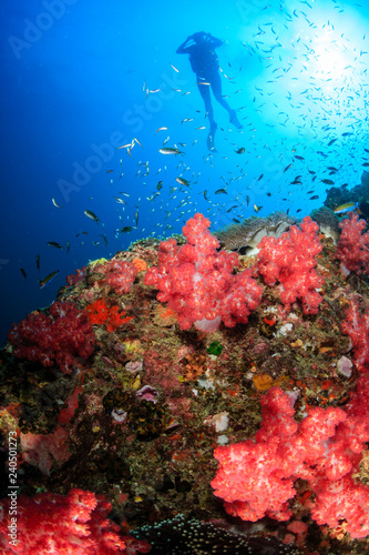 SCUBA divers swimmong on a colorful tropical coral reef