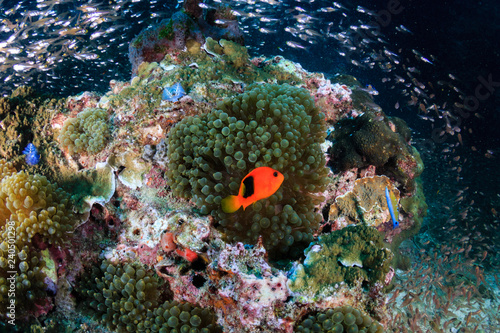 A Saddleback Clownfish on a tropical coral reef  Richelieu Rock  Surin Islands 