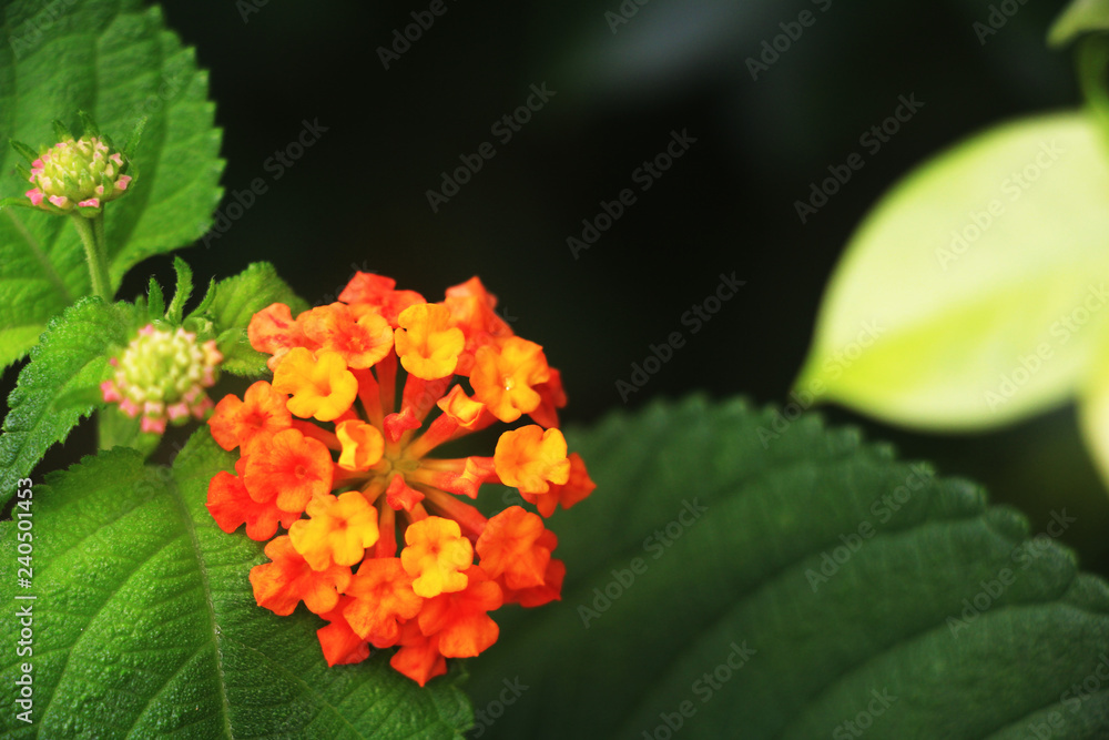 red and yellow flower red and yellow flower